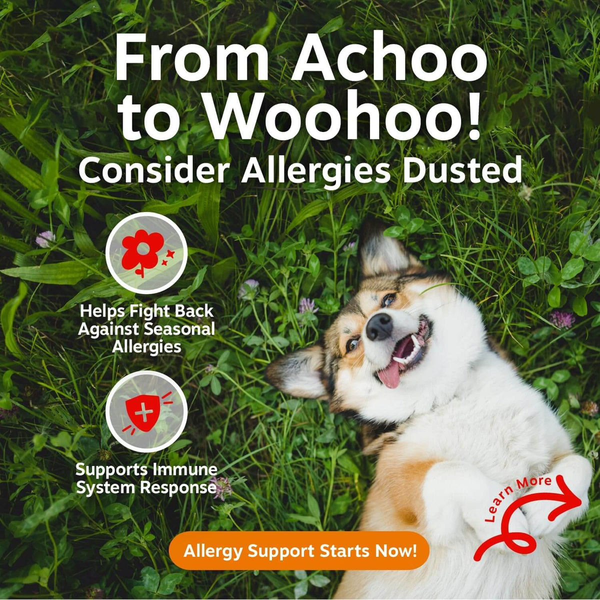 Allergy Relief Probiotic Chews For Dogs – Skin & Ear Support, Salmon Flavor