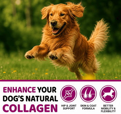Collagen Chews For Dogs – Hip, Joint & Skin Support With Multi-Collagen Peptides, 170 Count