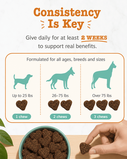 Dog Calming Soft Chews - Melatonin, L-Theanine & Ashwagandha Supplement