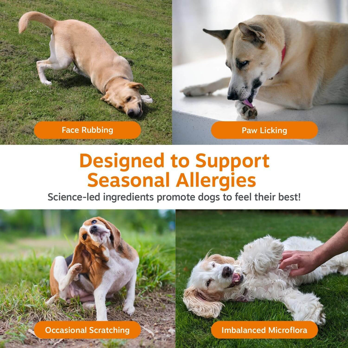 Hemp Allergy Chews For Dogs – Skin & Immune Support, Cheese Flavor