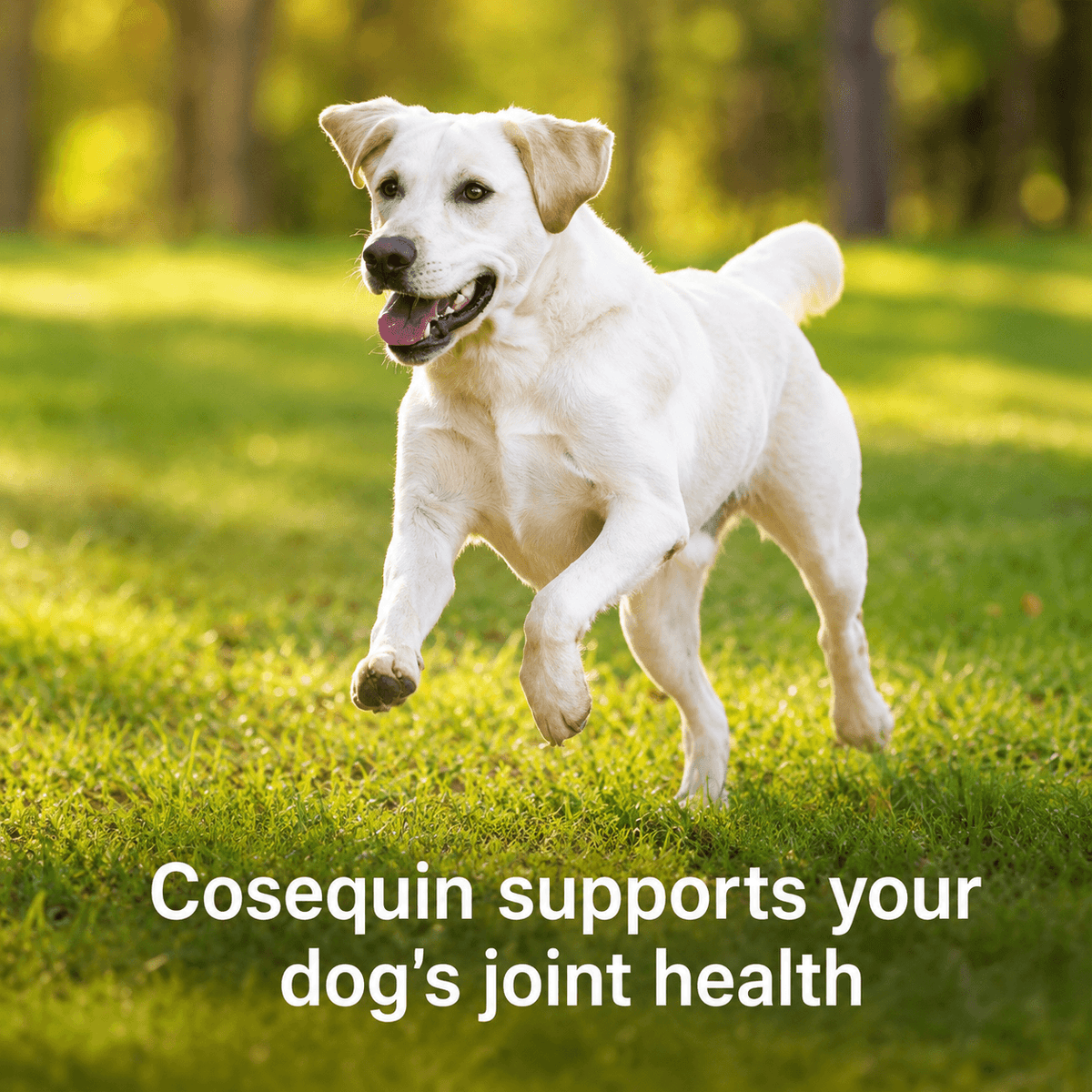 Joint Support Tablets For Dogs – Glucosamine, Chondroitin, MSM & Hyaluronic Acid
