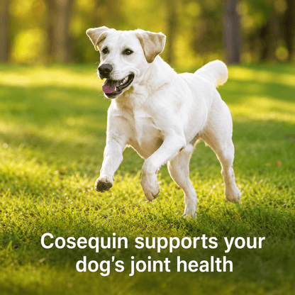 Joint Support Tablets For Dogs – Glucosamine, Chondroitin, MSM & Hyaluronic Acid