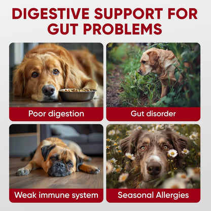 Probiotic Chews For Dogs – Digestive & Gut Health Support With Enzymes