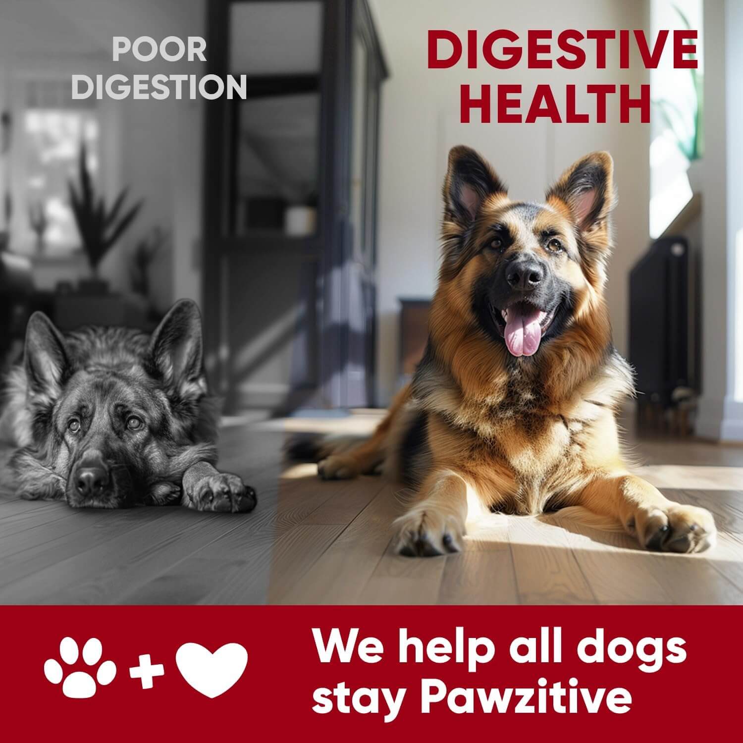 Probiotic Chews For Dogs – Digestive & Gut Health Support With Enzymes
